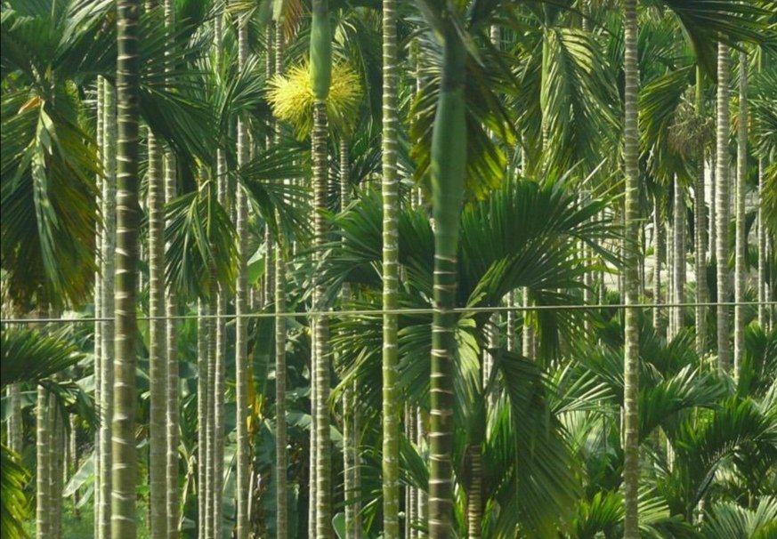 吃槟榔有什么好处？副作用大吗？