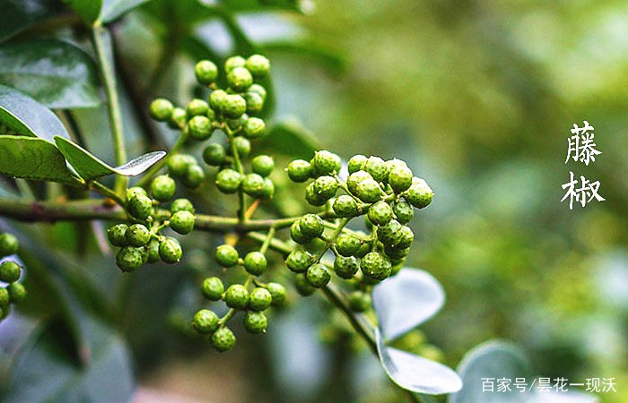 藤椒和花椒的区别？