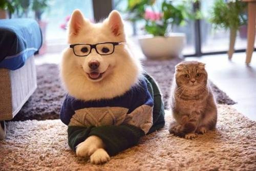 2016网红前十排行榜？