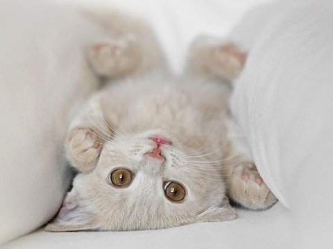 找一组可爱小猫小狗图片