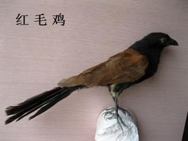 毛鸡如何分公母？