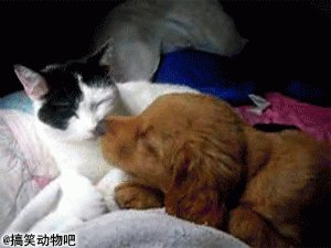 找一组可爱小猫小狗图片
