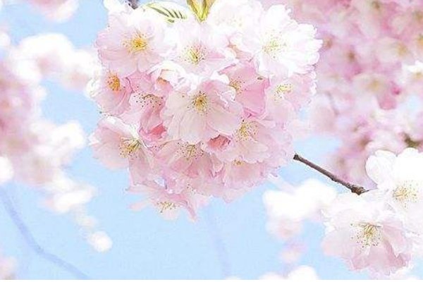 【季节】樱花是在什么季节开放?