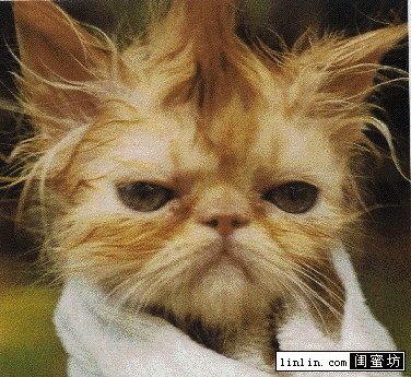 找一组可爱小猫小狗图片