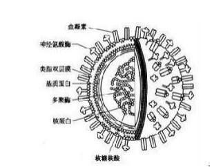 凝集素的简介