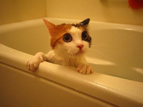 找一组可爱小猫小狗图片