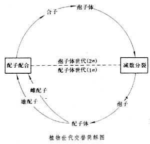 什么是世代交替？